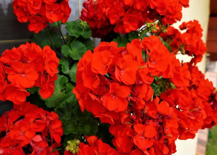 Club Haus 502 Nocleg ze śniadaniem 3*